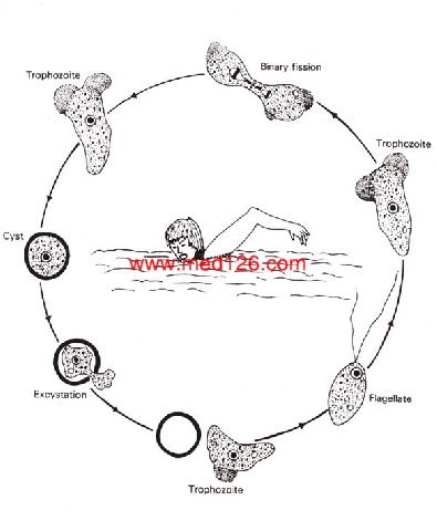 lifecyclyNaegleria1.jpg (52286 ֹ(ji))